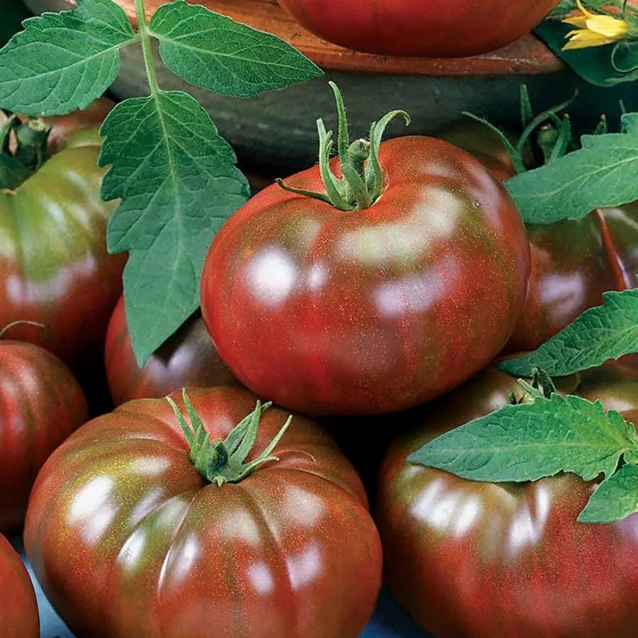 240+ CHEFS CHOICE TOMATO SEEDS — BLACK — ORGANIC ——— AAS WINNER