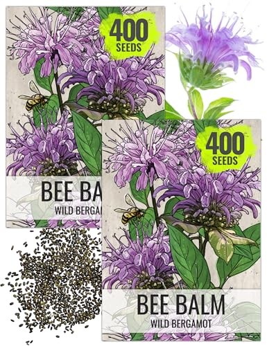Bee Balm Seeds for Planting Wild Bergamot – Heirloom & Open Pollinated 2 Packs