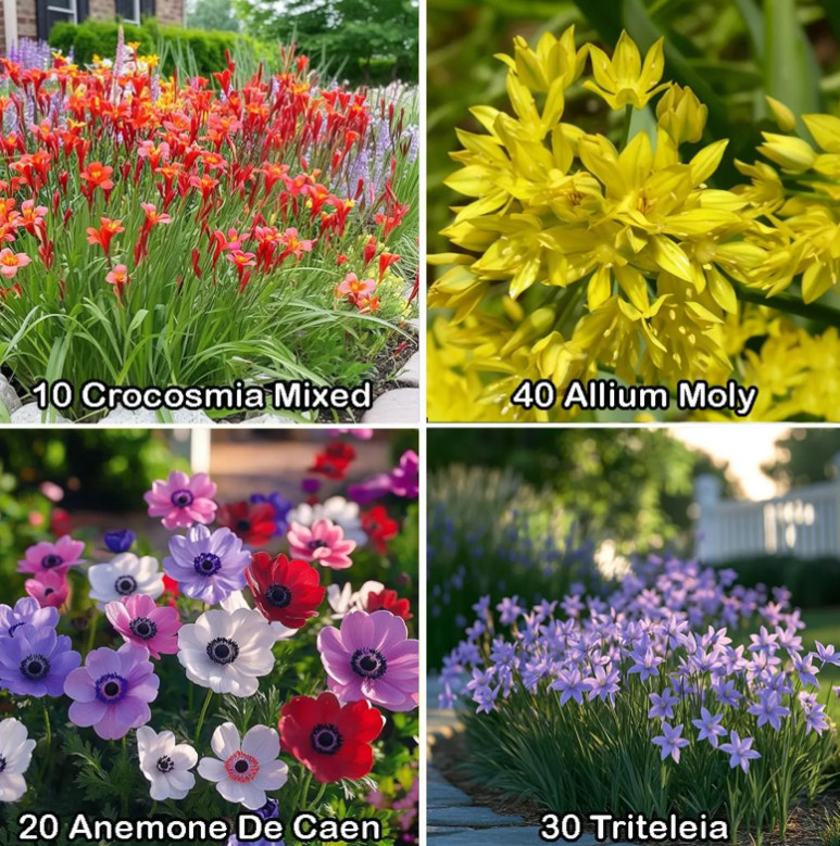 100 Flower Bulbs Butterfly Bee Bird Pollinator Garden Mix 4 Varieties Gift Set