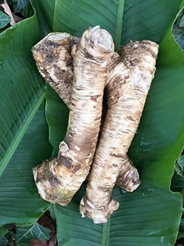 Horseradish Root, Sauget, 14 ounce (Sold by Weight). -Country Creek LLC-