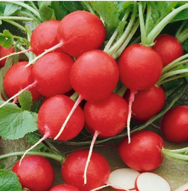 Radish CHERRY BELLE Heirloom Popular Root Vegetable Heirloom Non-GMO 250 Seeds
