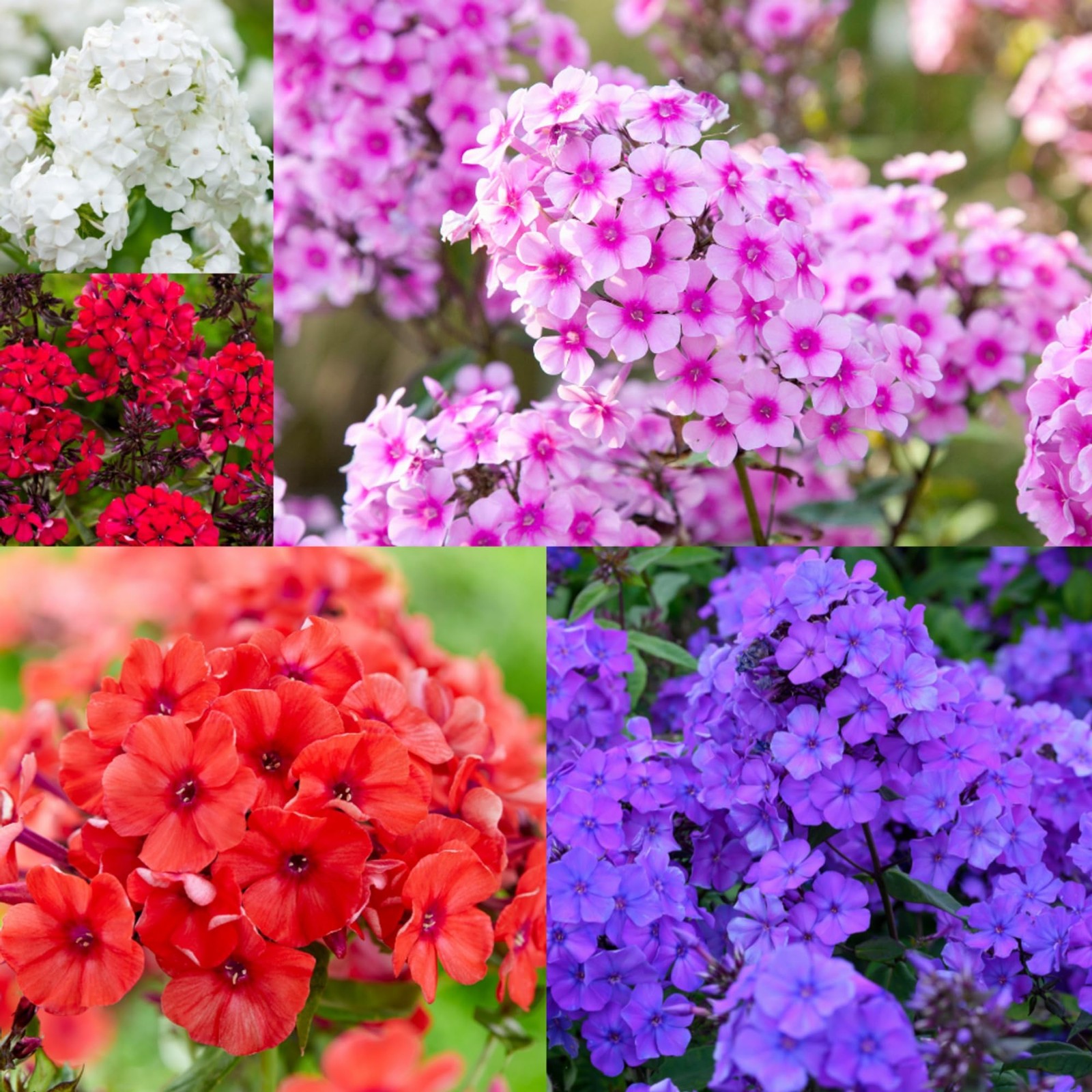 Seeds 1000+ Bright Mixed Creeping Perennial Ground Cover Annual Flower