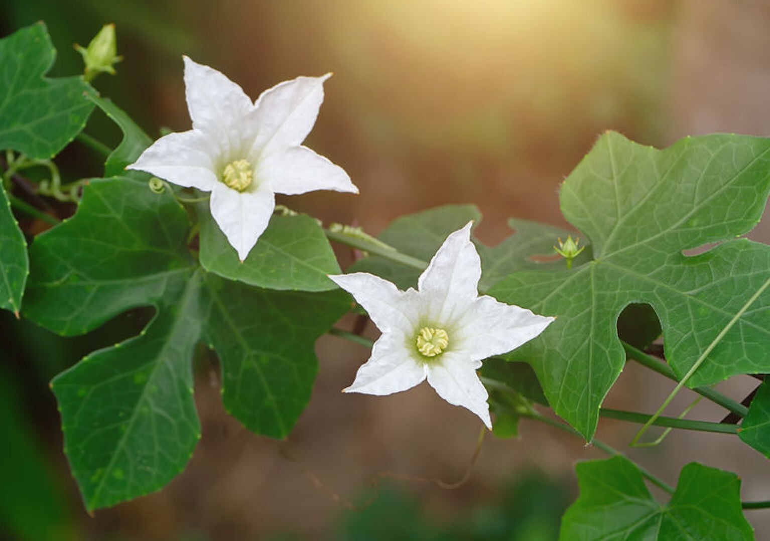 20 Seeds Ivy Gourd –Very Rare! Ornamental Tropical Vine -Coccinia grandis