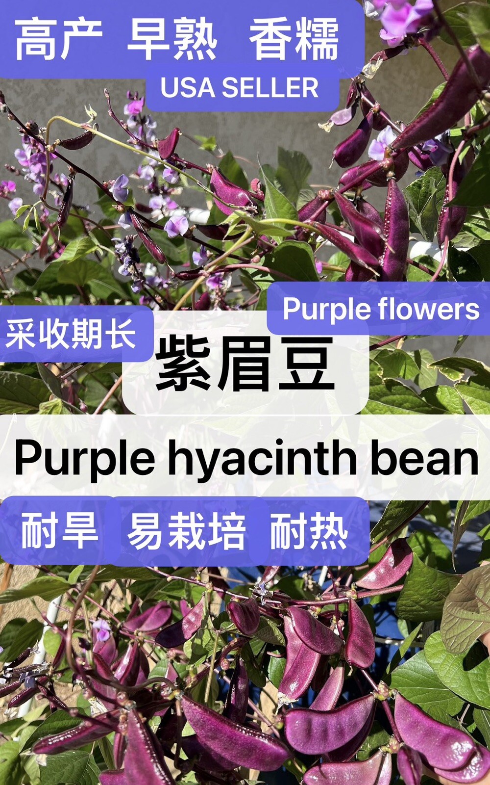 15CT Purple Hyacinth Bean Heirloom Vine Flat Bean Seeds 15粒早熟高产紫眉豆肉扁豆 2023年产新种子