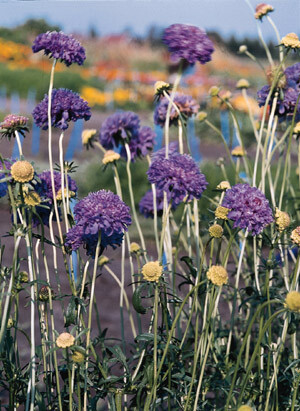 Scabiosa QIS Dark Blue 500 seeds