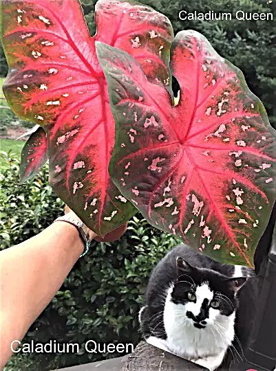 Caladium ‘Red Flash’ Size #2 (2 bulbs) (You get 2 bulbs)