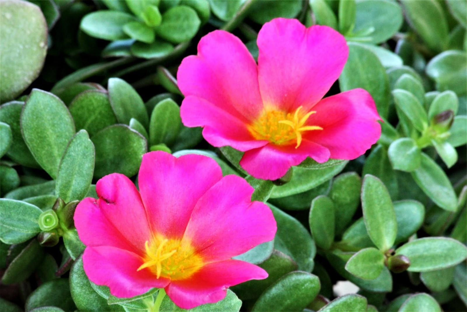 Purslane Large Flower Seed Mix Portulaca Grandiflora Rose Moss Succulent Seed…