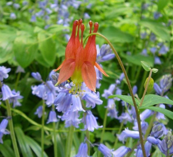 Aquilegia canadensis | Canadian or Wild Columbine | 50 Seeds