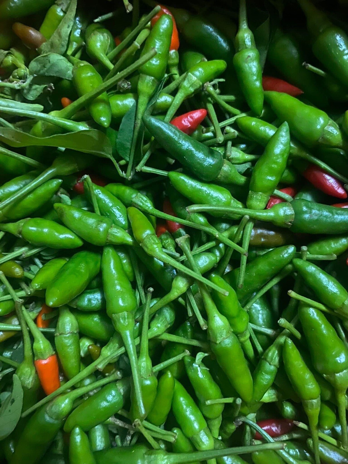 Ot Xiem rung/ Bird’s Eye Chili Ớt Xiêm Rừng việt Nam Dễ Trồng Easy Grow 40 Seeds