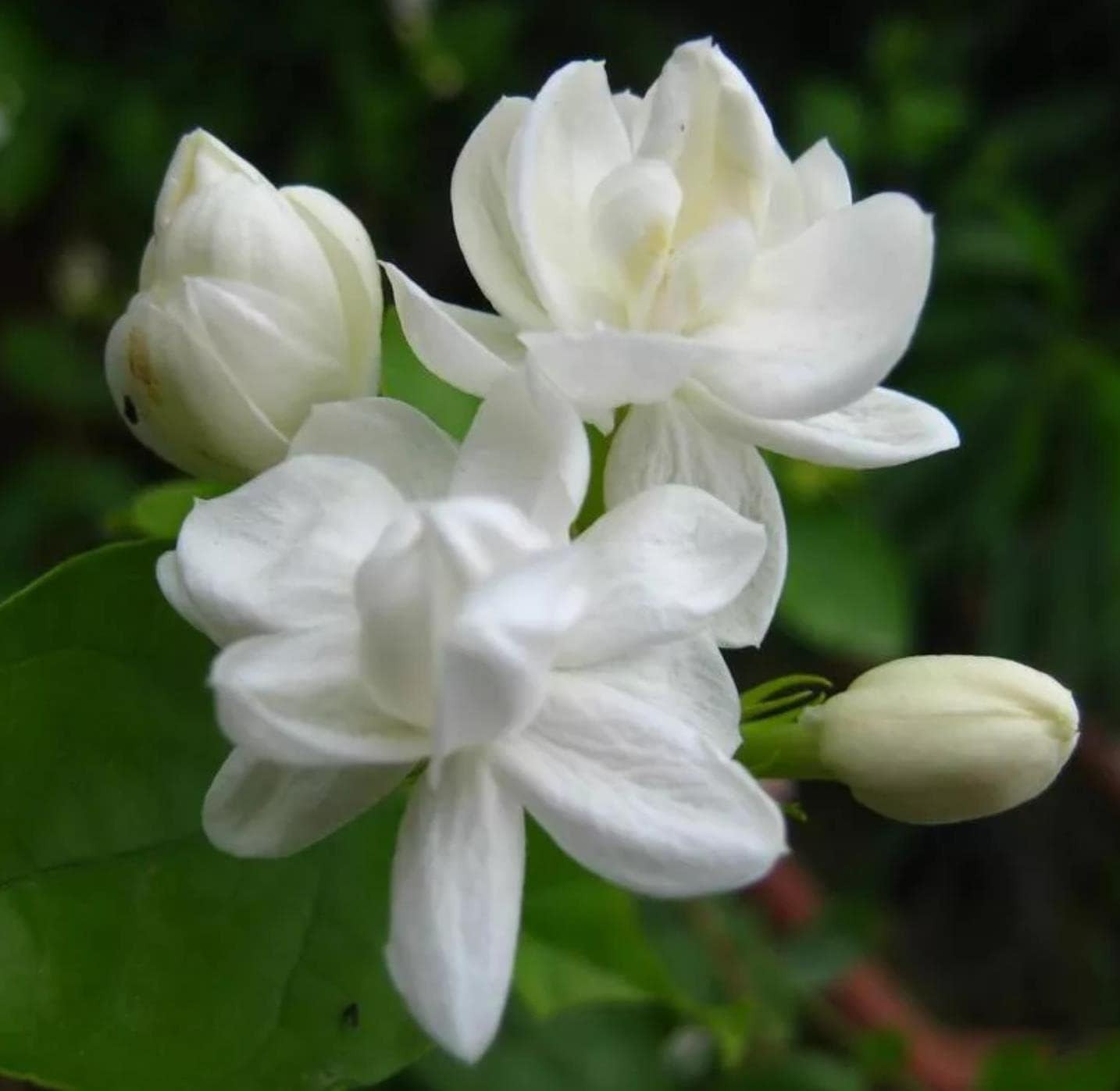 200+ Climbing Jasmine Flower Seeds – Fragrant Non-GMO Choice for Garden Elegance