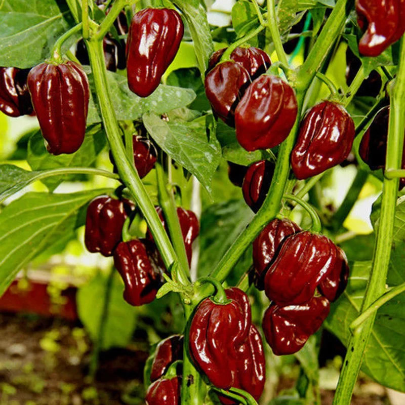15 CHOCOLATE HABANERO PEPPER SEEDS ~ heirloomseedguy ~ 2026 ~ NON-GMO
