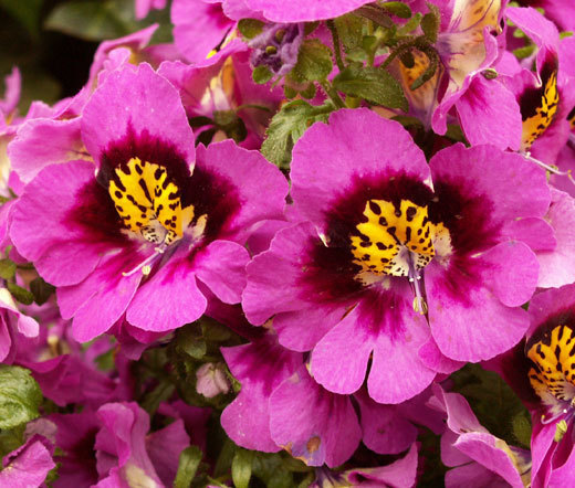 BUTTERFLY FLOWER ANGEL WINGS Schizanthus x Wisetonensis – 1,000 Bulk Seeds