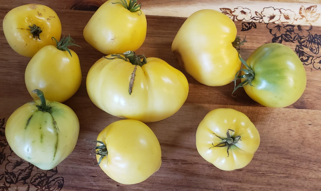 Lemon Ice Dwarf Tomato (20 seeds) – great flavor!