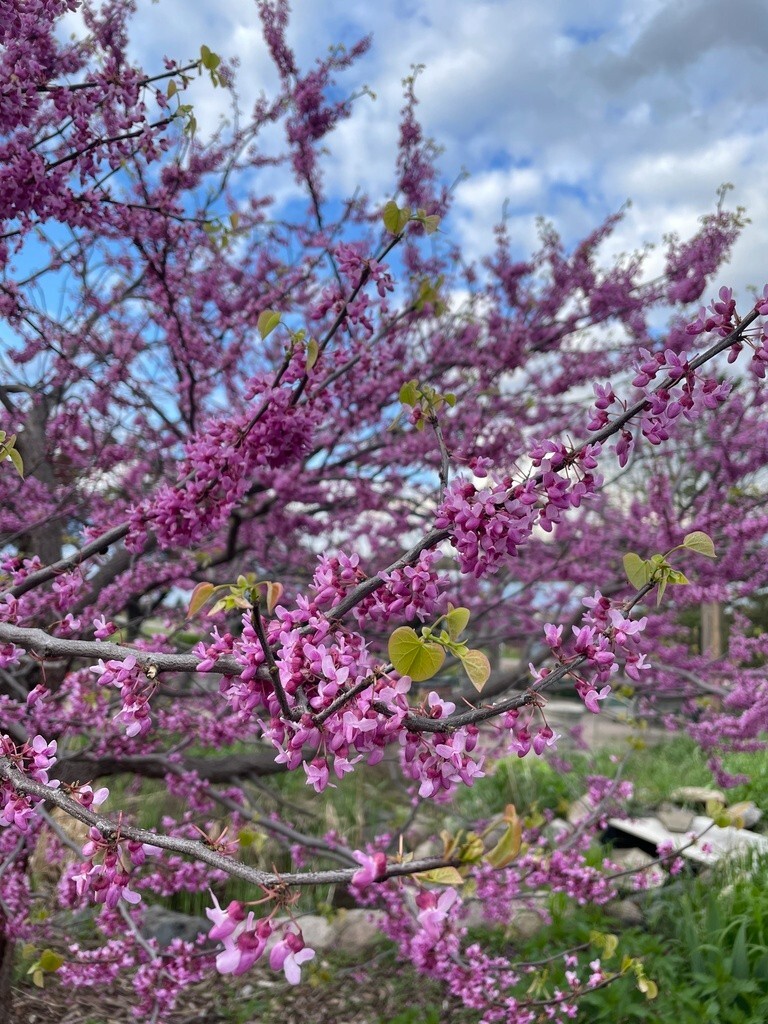 100+ Eastern Redbud Tree Seeds ( Cercis canadensis ) – Pink – – Free Shipping –