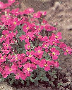 Aubrieta grandiflora Cascade Red 1,000 seeds