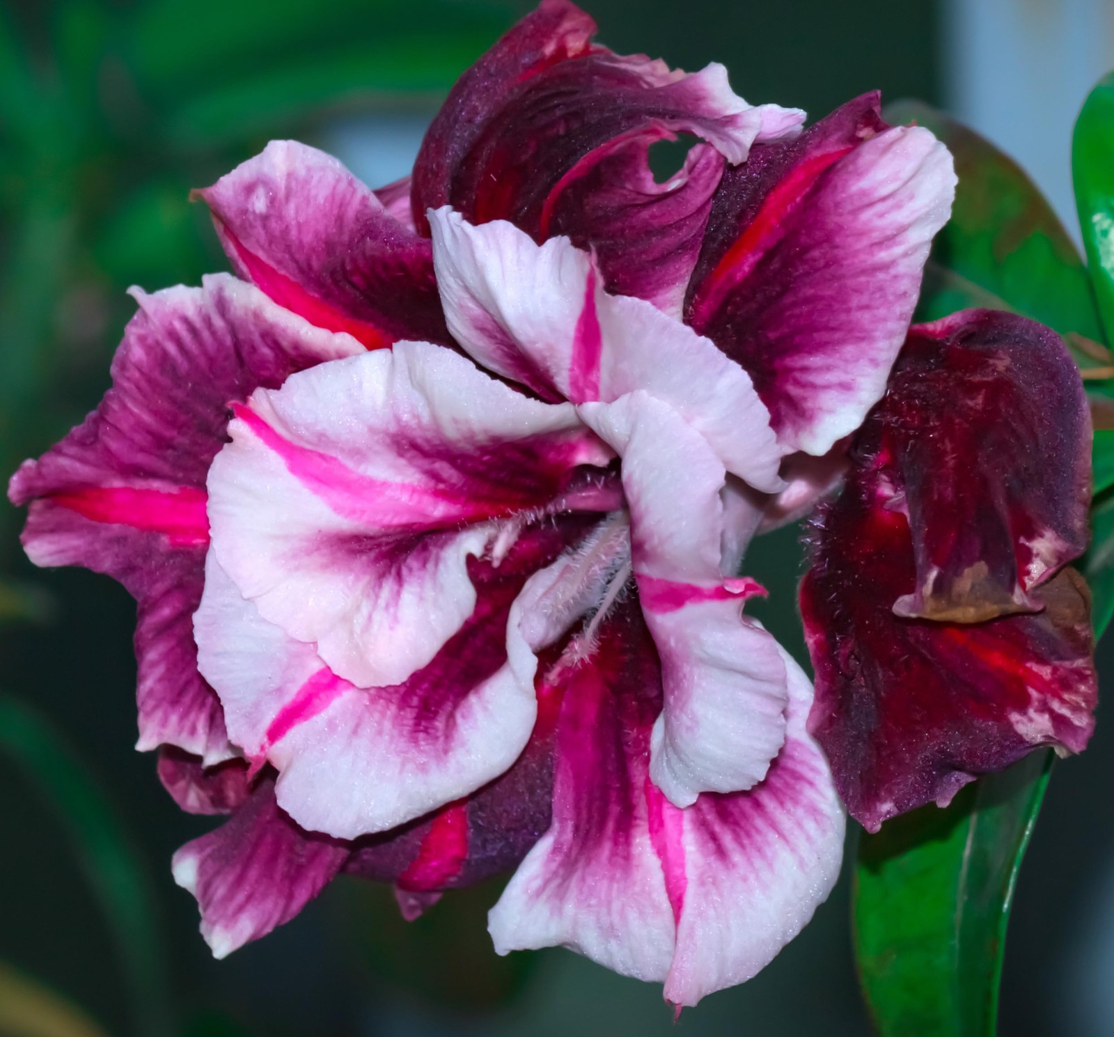 20-Pack Mixed Color Desert Rose Bonsai Plant Seeds
