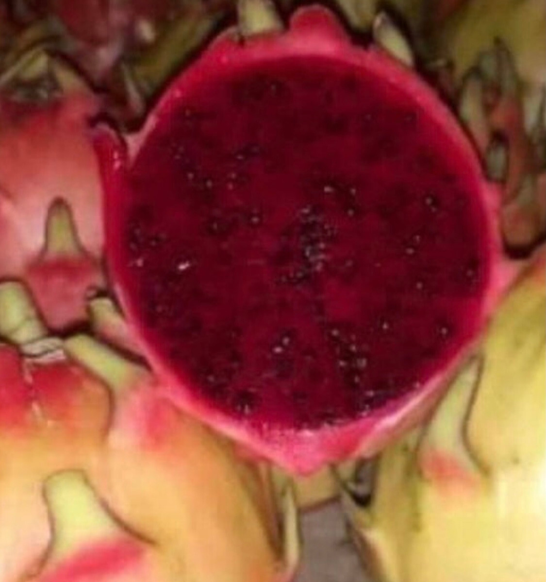 ULTRA RARE Rainbow Dragon Fruit 12″ (1) flesh cutting