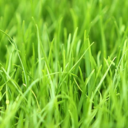 Annual RyeGrass Seed by Eretz Willamette Valley, Oregon Grown. No fillers, N…