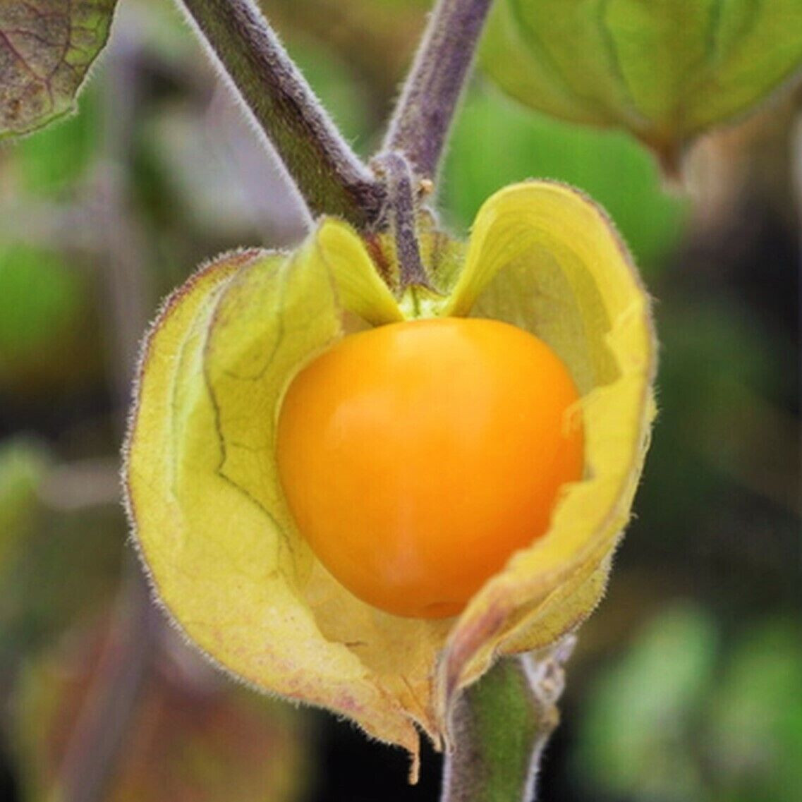 CAPE GOOSEBERRY SEEDS 50+ LARGE FRUIT Ground Cherry HUSK TOMATO Goldenberry