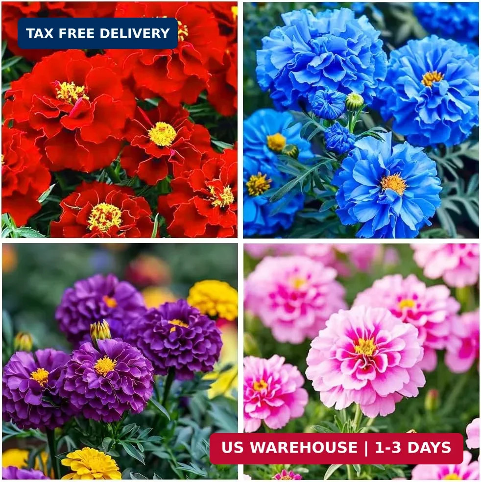 1000+ Perennial Marigold Flower Seed for Planting Outdoor-Sparky Mix Mixed