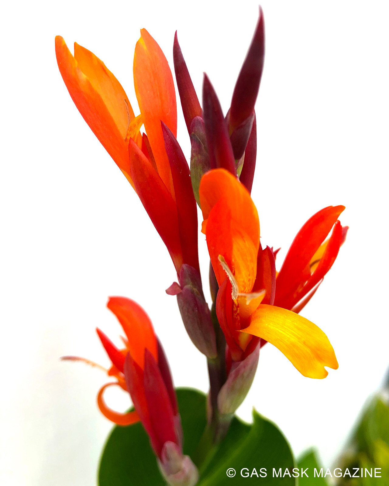 2 Canna Lily Rhizome, Giant Indica