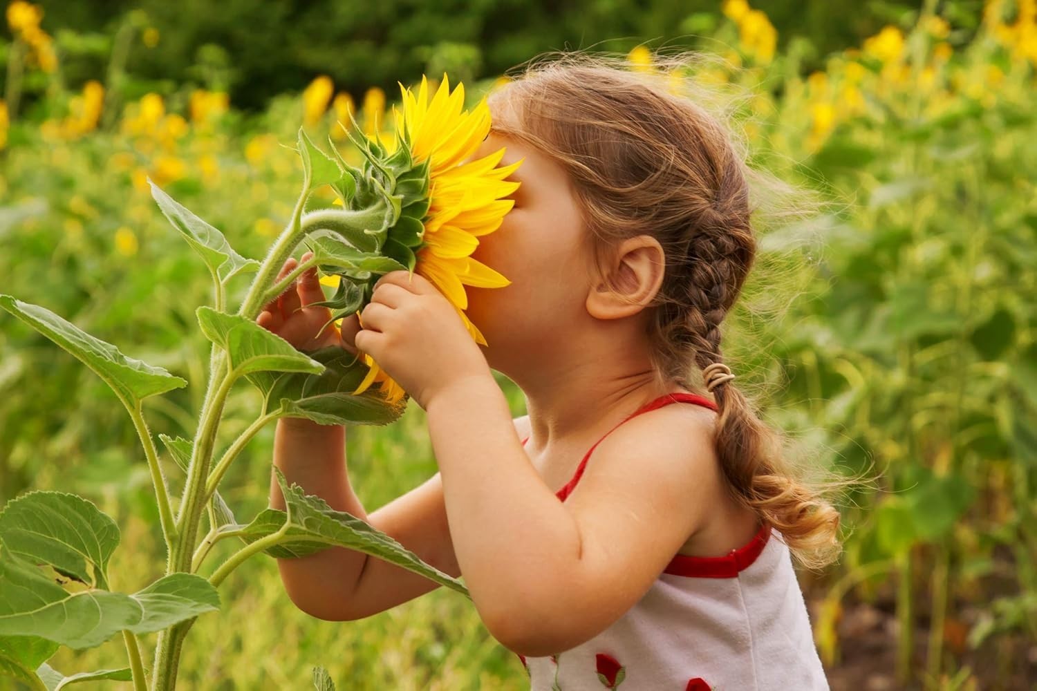 Family-Owned Sunflower Seeds Bulk Pack – Diverse Varieties