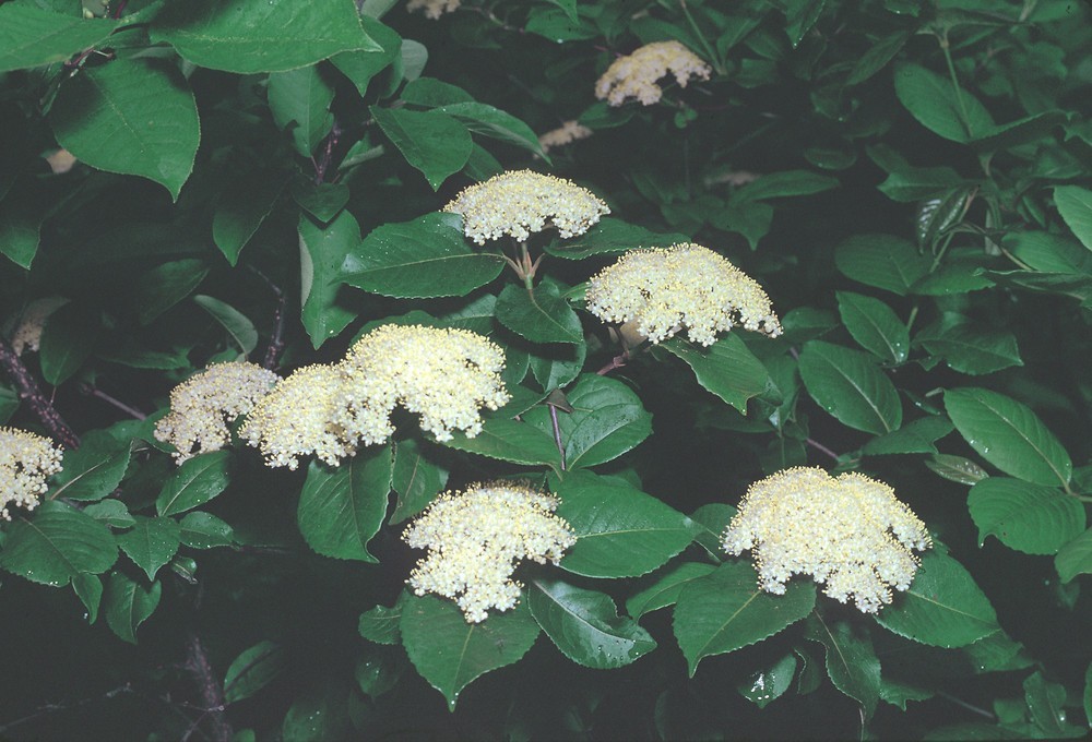 20+ seeds Nannyberry Native Shrub (Viburnum lentago) Edible & Medicinal