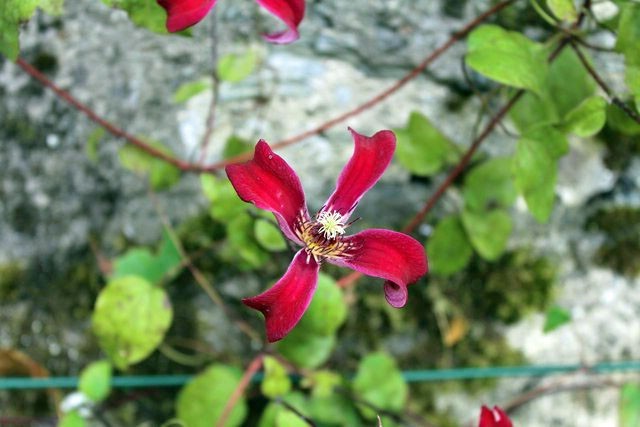 Clematis texensis | Scarlet Leather Flower | 5 Seeds