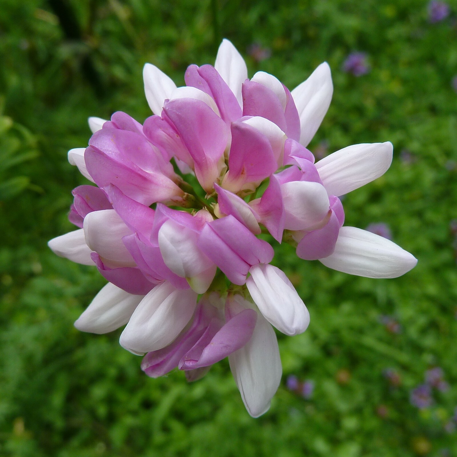Crown Vetch (Coronilla varia), 200 seeds