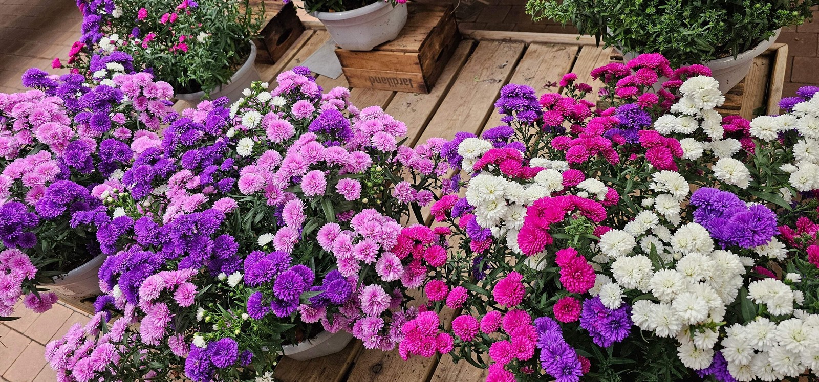 1000 POWDER PUFF ASTER MIX Callistephus Chinensis Flower Seeds *Flat S/H