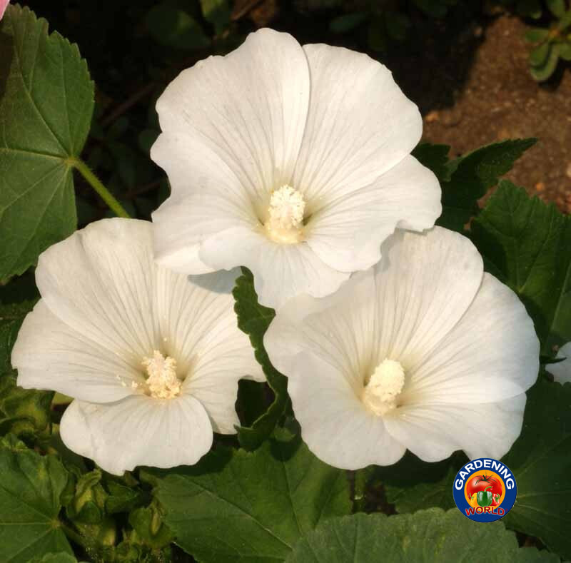 250 White Tree Mallow Flower Seeds Lavatera trimestris