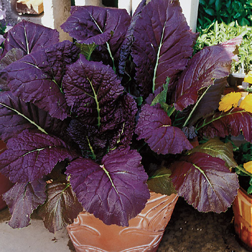 Wholesale Vegetable Garden Seeds $2.59 Each 127 Varieties COMBINED SHIPPING