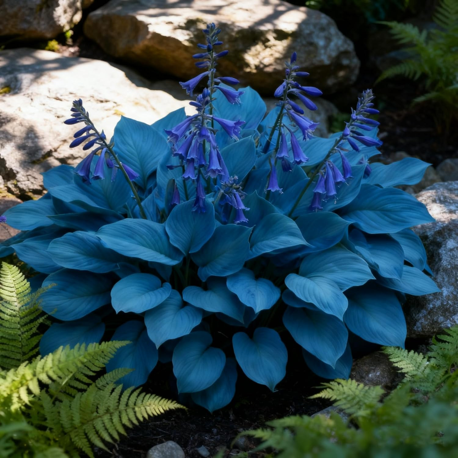 310 Blue Hosta Seeds for Planting – Perennial Shade Flower Heirloom Garden Plant