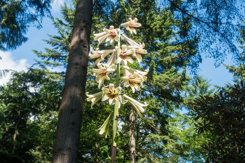 20 Seeds- Cardiocrinum giganteum -Himalayan Lily- Giant Lily