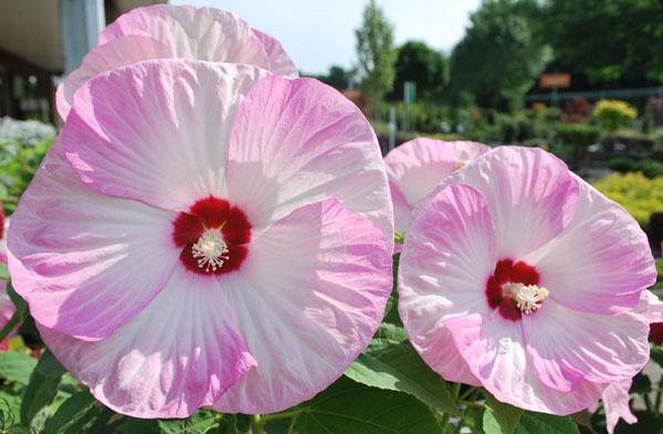 Hibiscus moscheutos | ‘Luna Pink Swirl’ | 20 Seeds