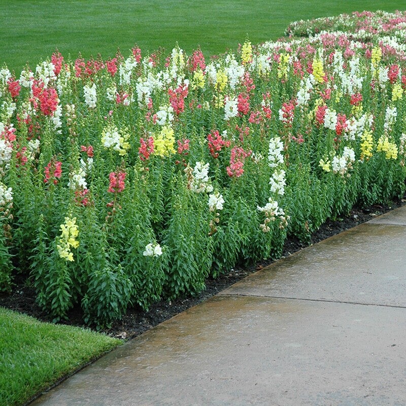 Snapdragon Seeds Liberty mix 100 seeds for 2024