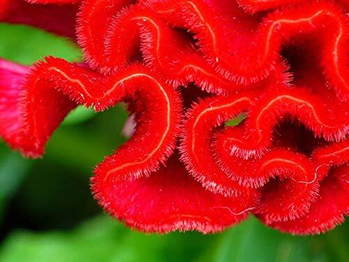 Cockscomb Seeds – 100 Seeds – Amazing Garden Flower – Made in USA – Celosia Seed