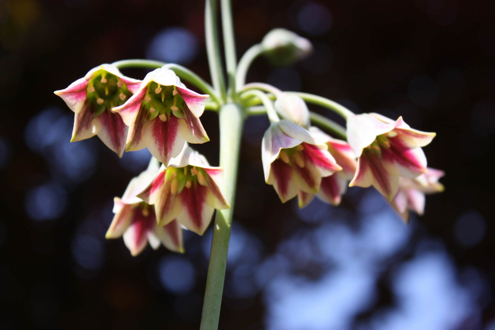 20 HONEY GARLIC Seeds (Allium siculum) | NON-GMO | Free shipping | Annual