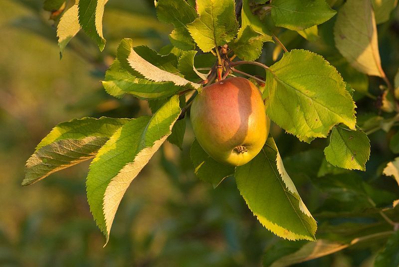 European Crab Apple, (French Crabapple), Malus sylvestris, Tree Seeds