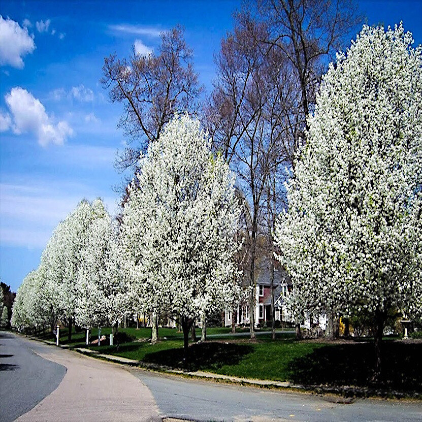 EUROPEAN PEAR TREE SEEDS (Pyrus Communis) Fast Hardy Fruit Flower Garden Plant