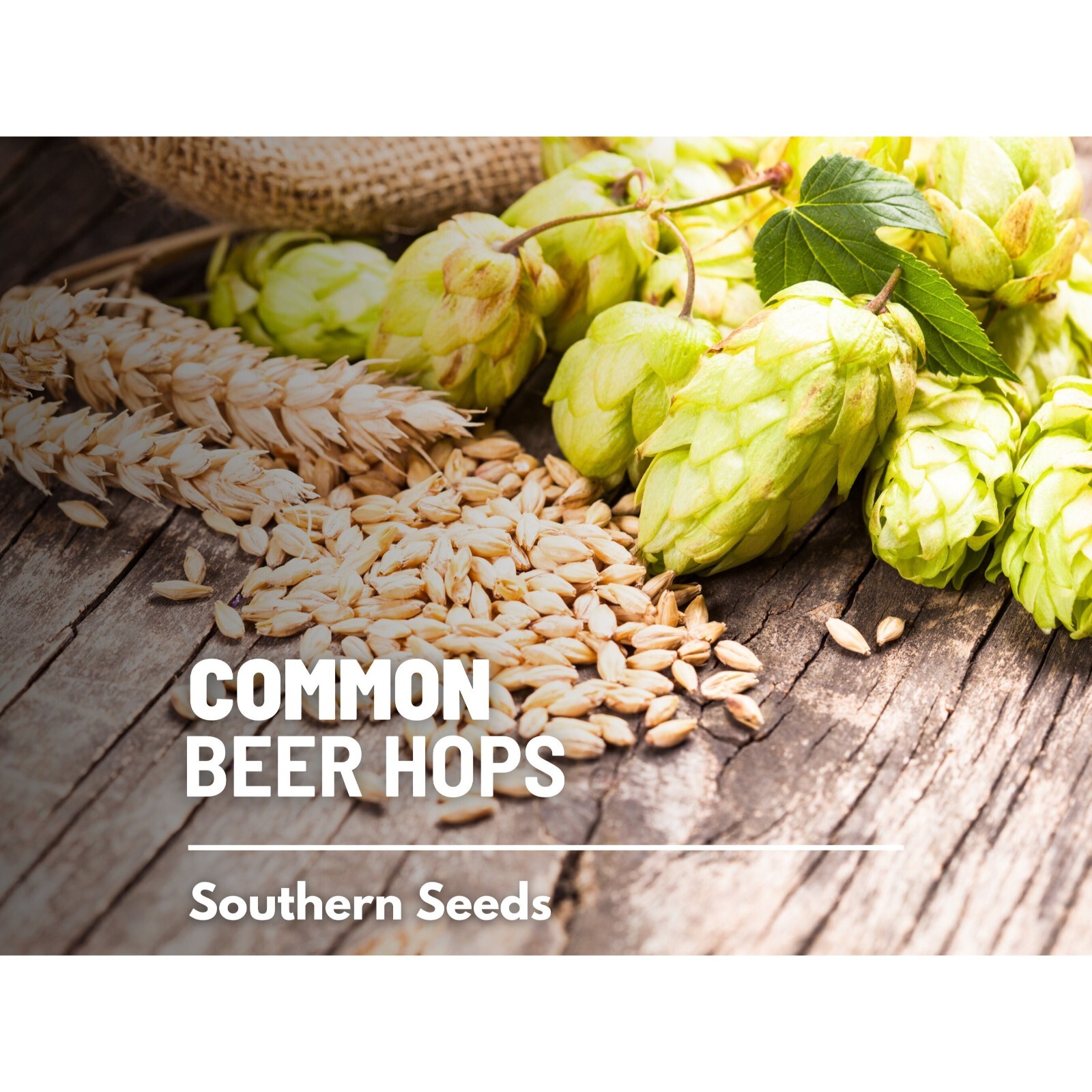 Hops, Common Beer – 20 Seeds – Heirloom Plant, Brewing Beer, Climbing Vine