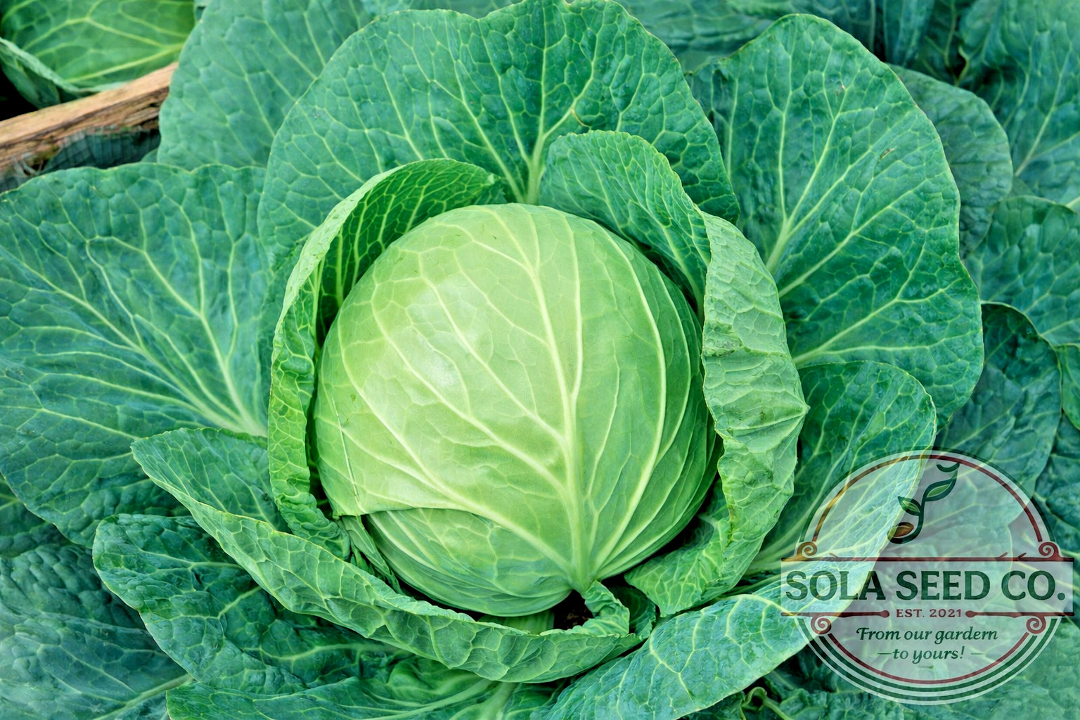 200 Green Express Cabbage Seeds, NON-GMO, Heirloom, Genuine USA Free Shipping