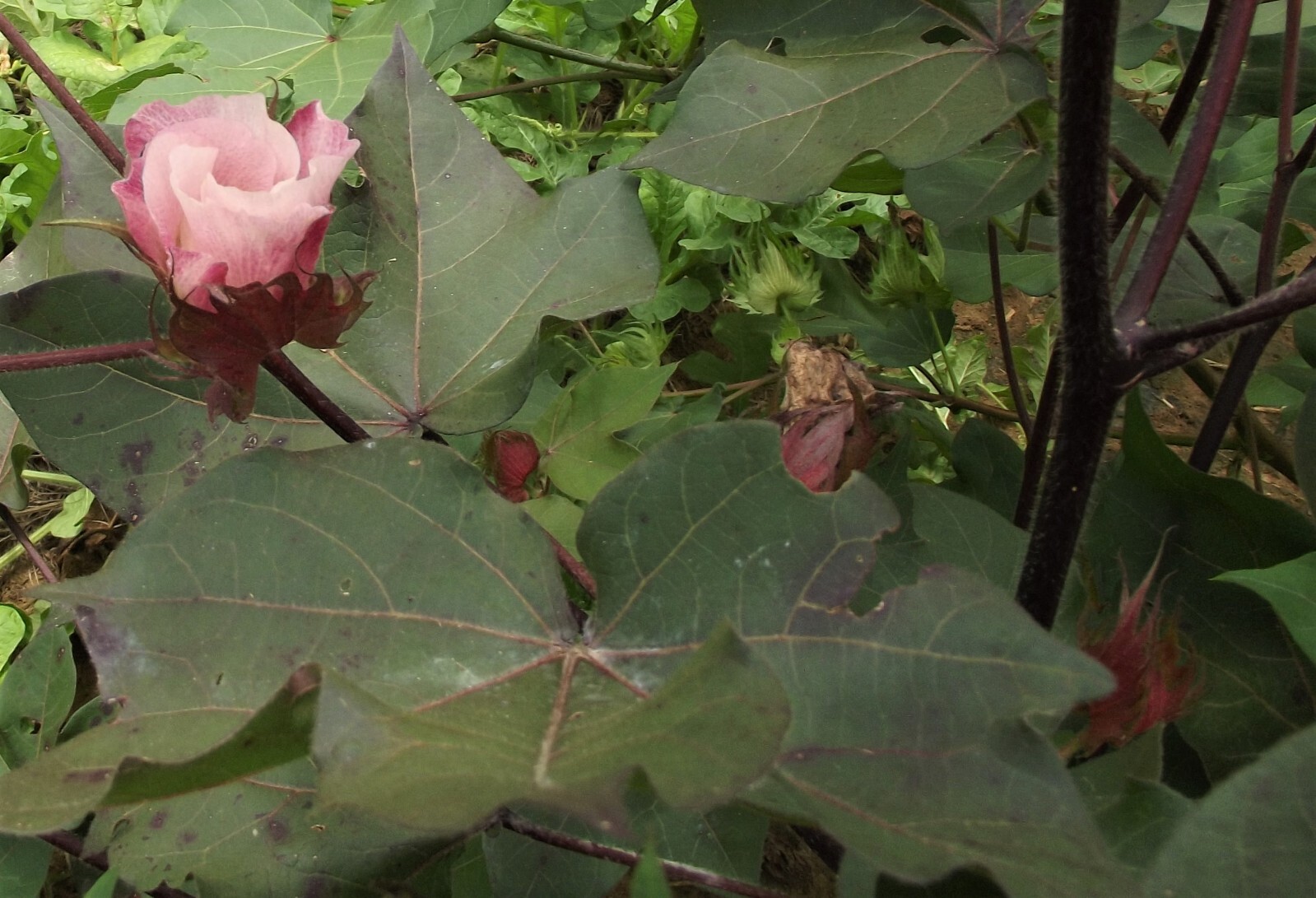 30 White Cotton Seed Pink Blooms Heirloom Ornamental Benefits St. Jude