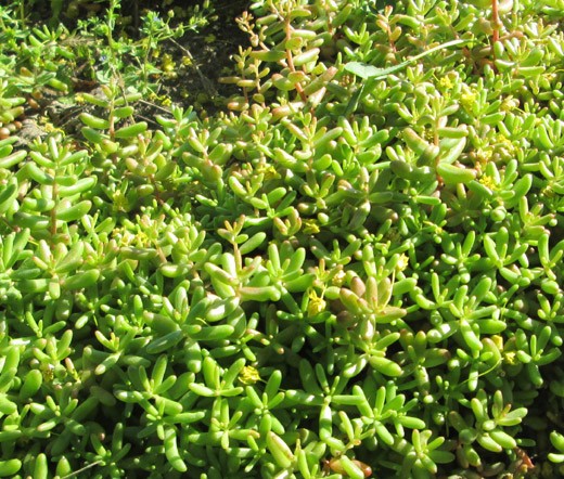 SEDUM WHITE STONECROP Sedum Album – 500 Bulk Seeds
