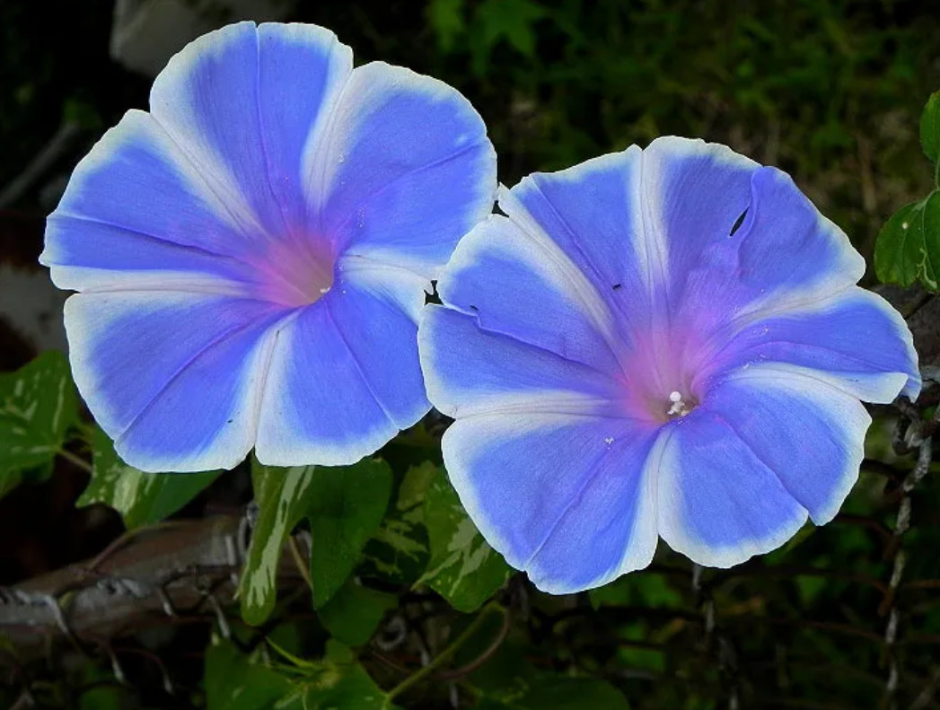 30 Mt Fujji Lavender Blue Morning Glory Seeds – Fast-Growing Climbing Flowers