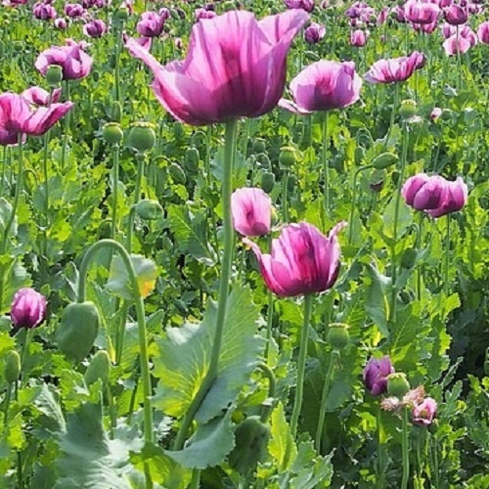 20,000 Hungarian Stratified Papaever Somniferum Poppy Seeds For Planting Organic