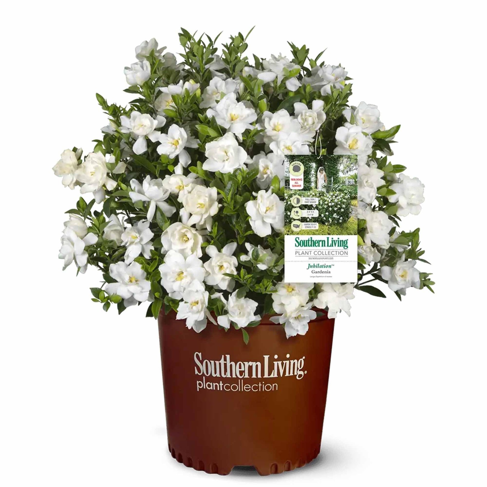 Jubilation Gardenia by Southern Living in 1 Gal. Grower’s Pot | Fragrant, Com…