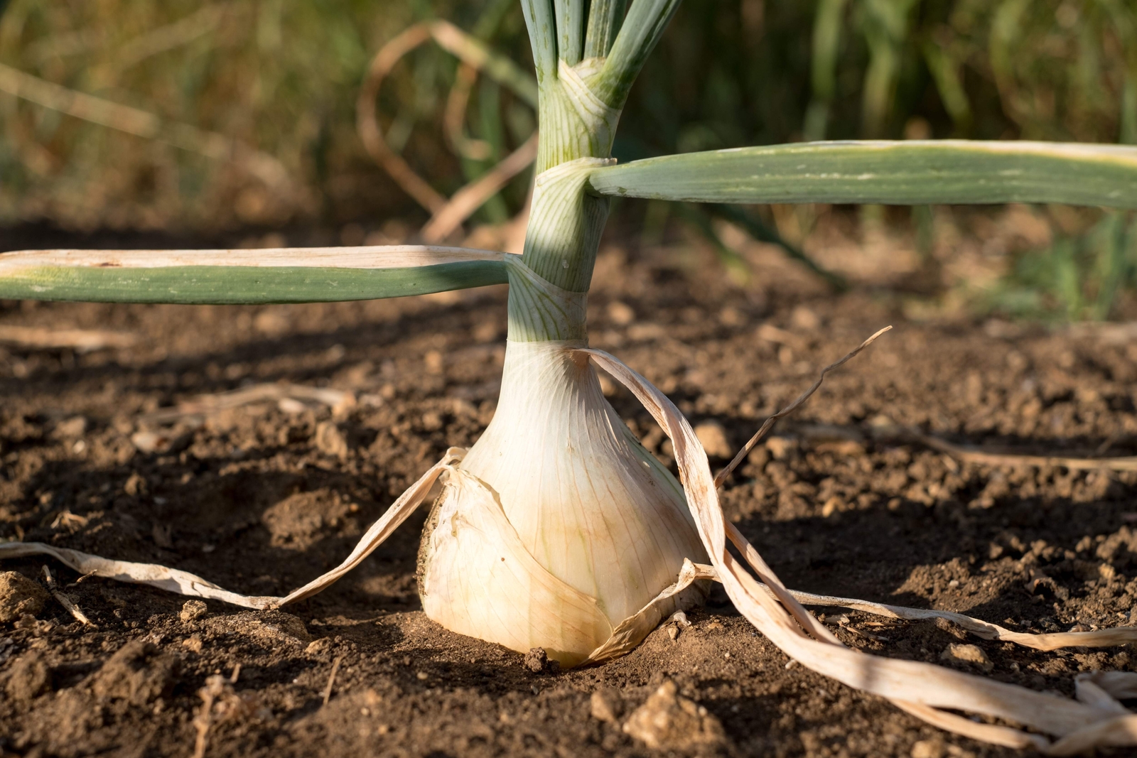 250 SWEET WALLA WALLA ONION Allium Cepa Vegetable Seeds *Flat S/H