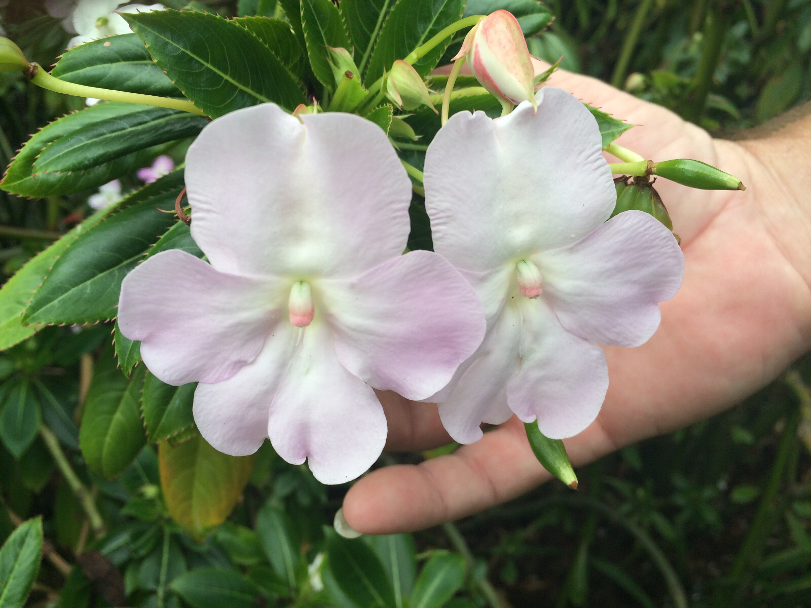 Impatiens sodenii or Poor Man’s Rhododendron 10 seeds