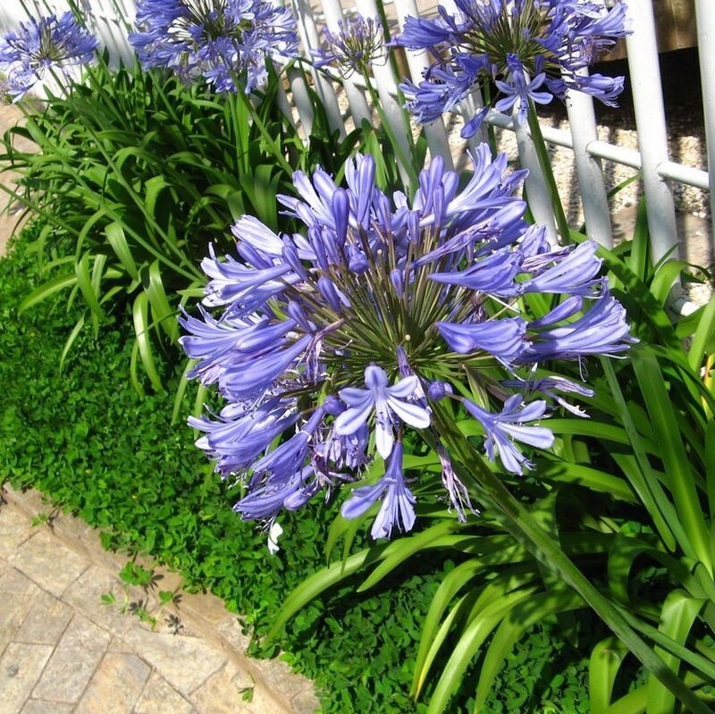 Blue Lily of the Nile Rooted Adult Plant – READY TO PLANT IN THE GROUND!